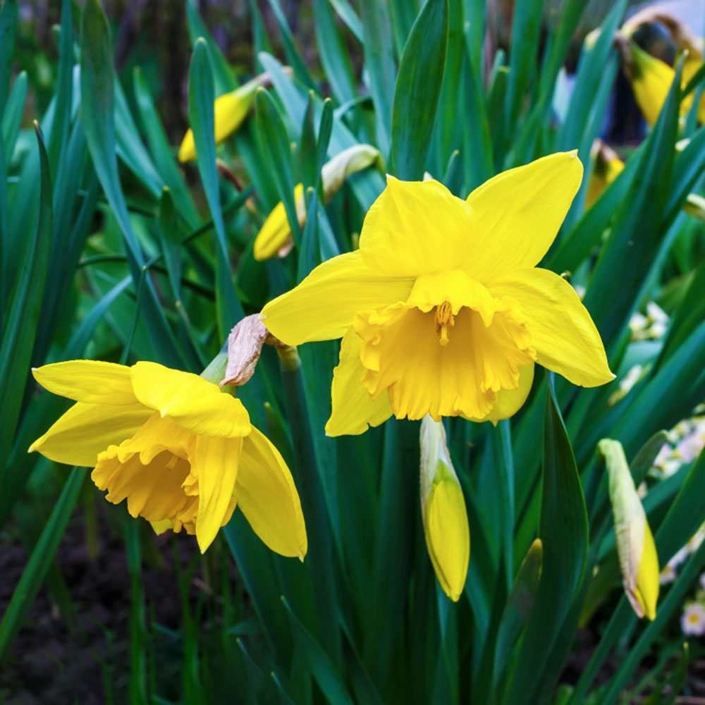 Daffodil Fragrant Mix - Long Lasting Beauty, Perennial Daffodil Flowering Bulbs | Plant in Gardens, Borders & Flowerbeds (8Pack)