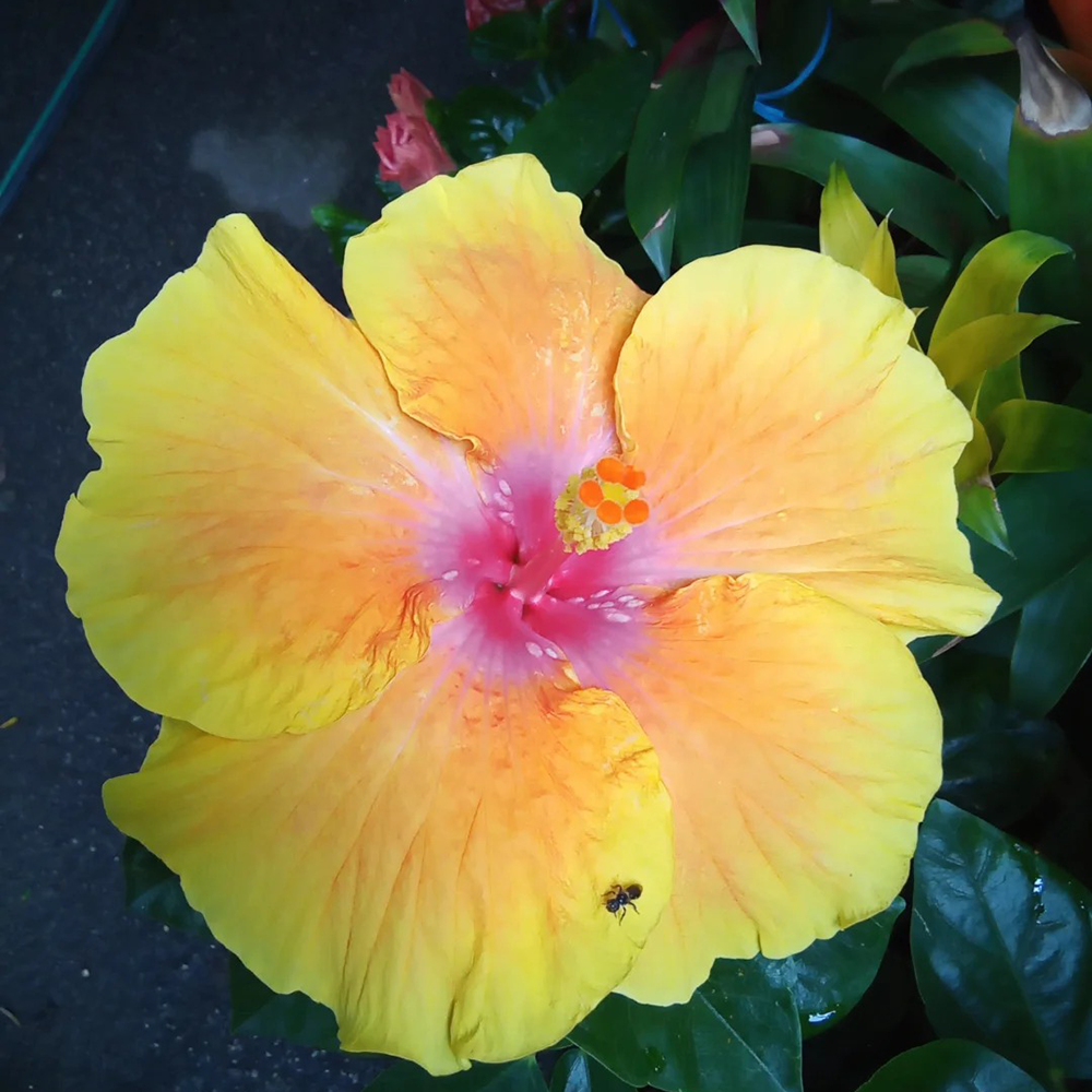 100pc Perennial hibiscus seeds Ornamental Flowering Plant Extremely Decorative Easy Cultivating-Perennial Flower Seeds to Plant Outside – Stunning Hibiscus Flowers Heirloom Seed for Outdoor Garden, Containers and Flower Beds