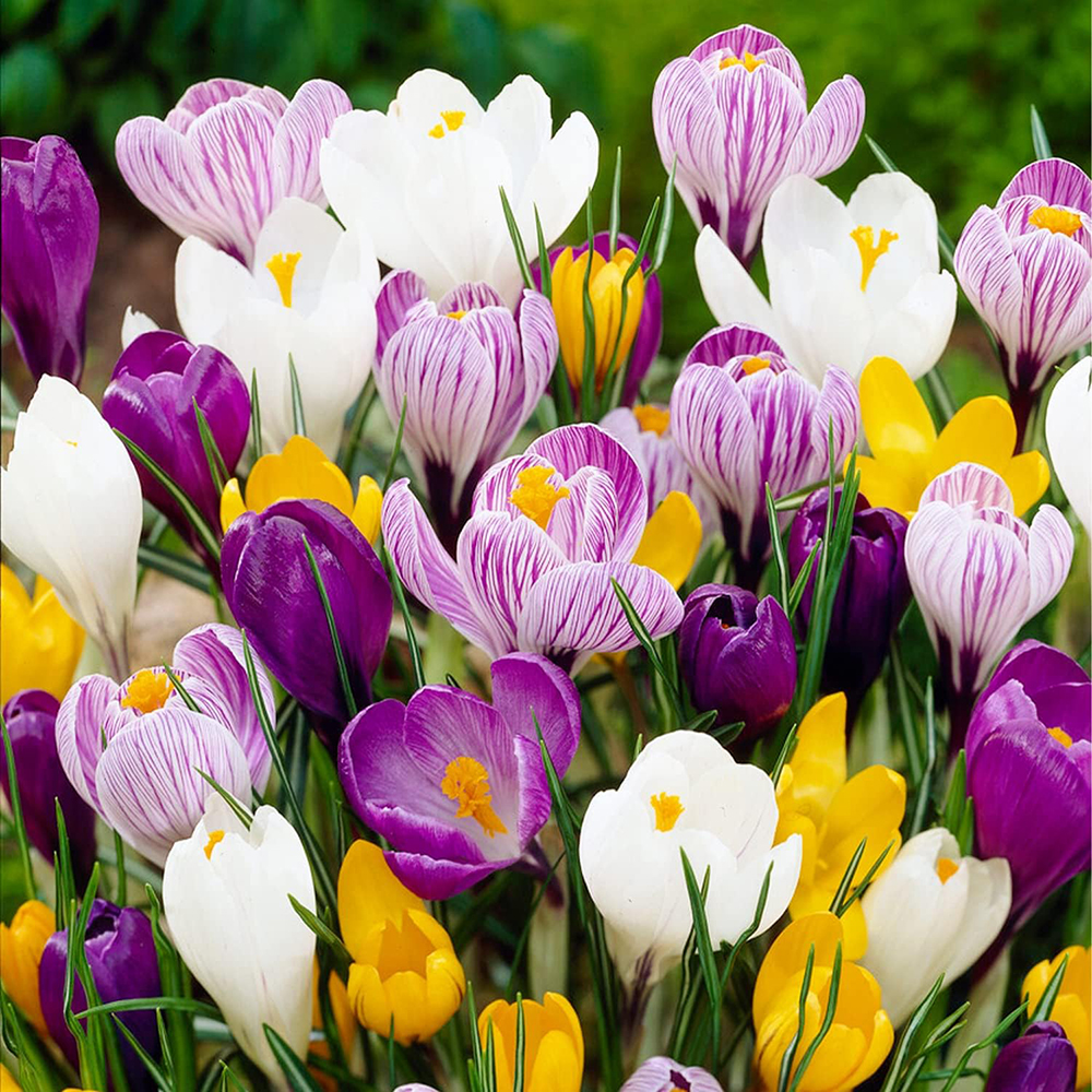 20 Pack Crocus Bulbs - Perennial Crocus for Assorted Colors， Long Lasting Blooms， Easy to Grow Crocus