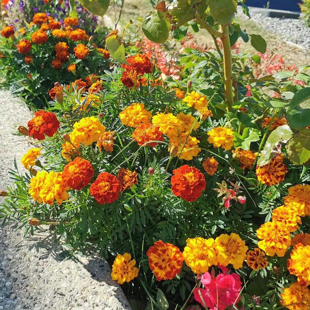 100pc Marigold Seeds-Heat & Drought Tolerant Flower Seeds for Planting, Ideal for Vibrant Pollinator Gardens, Non-GMO, Open Pollinated，Ideal for Vibrant Pollinator Gardens