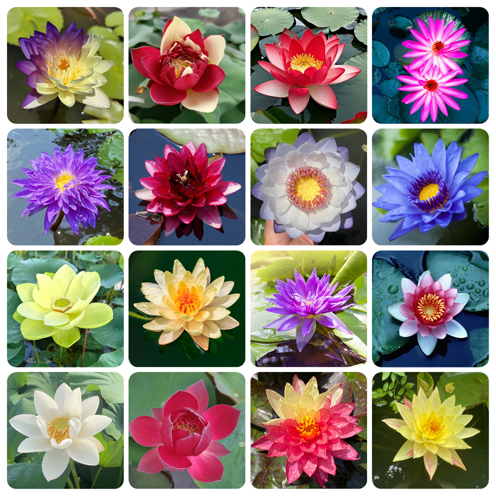 60pc Mixed Lotus Seeds for Planting, Non-GMO Lotus Flower Seeds, High Germination Rate Water Lily Seeds for Planting Home, Garden, Indoor, Outdoor