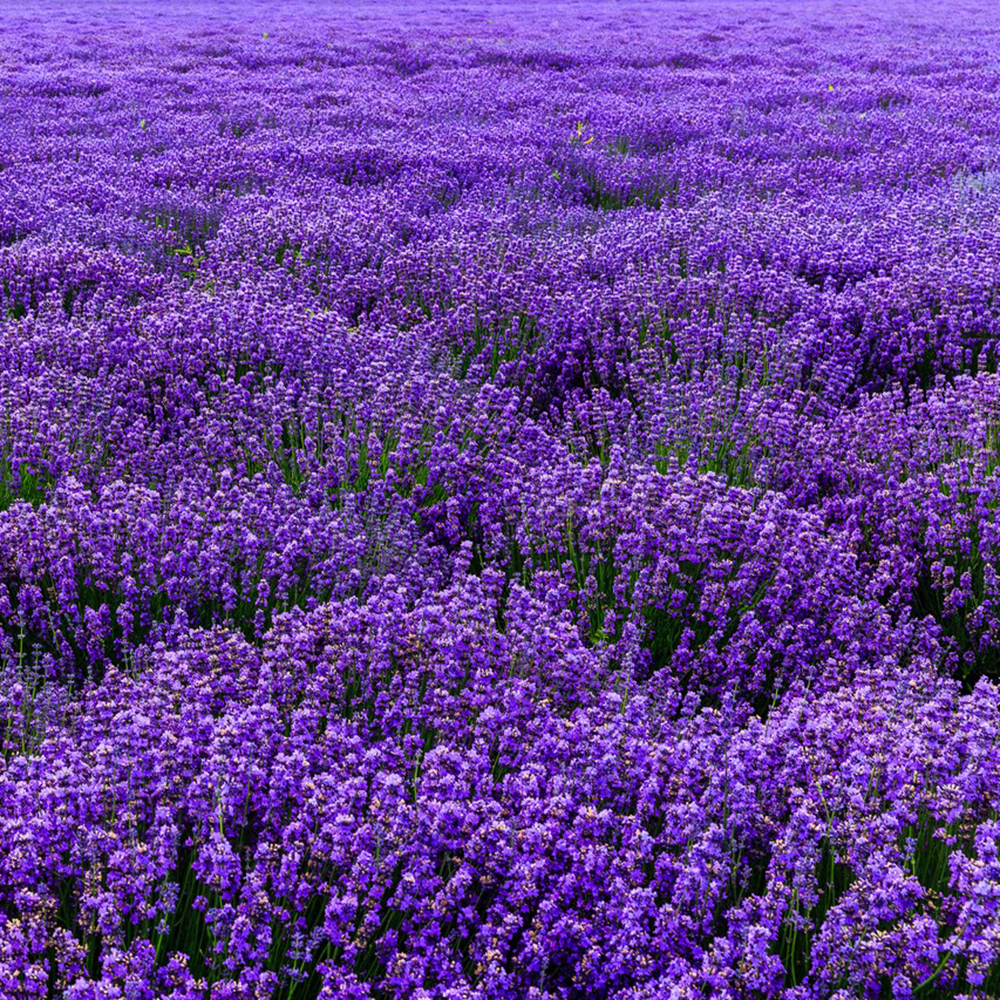 2000pc Easy to Grow & Pollinator Friendly Flower Seeds for Planting Fragrant Lavender Pink Blooms, Seed for Planting Home Garden Indoor & Outdoor Gardening