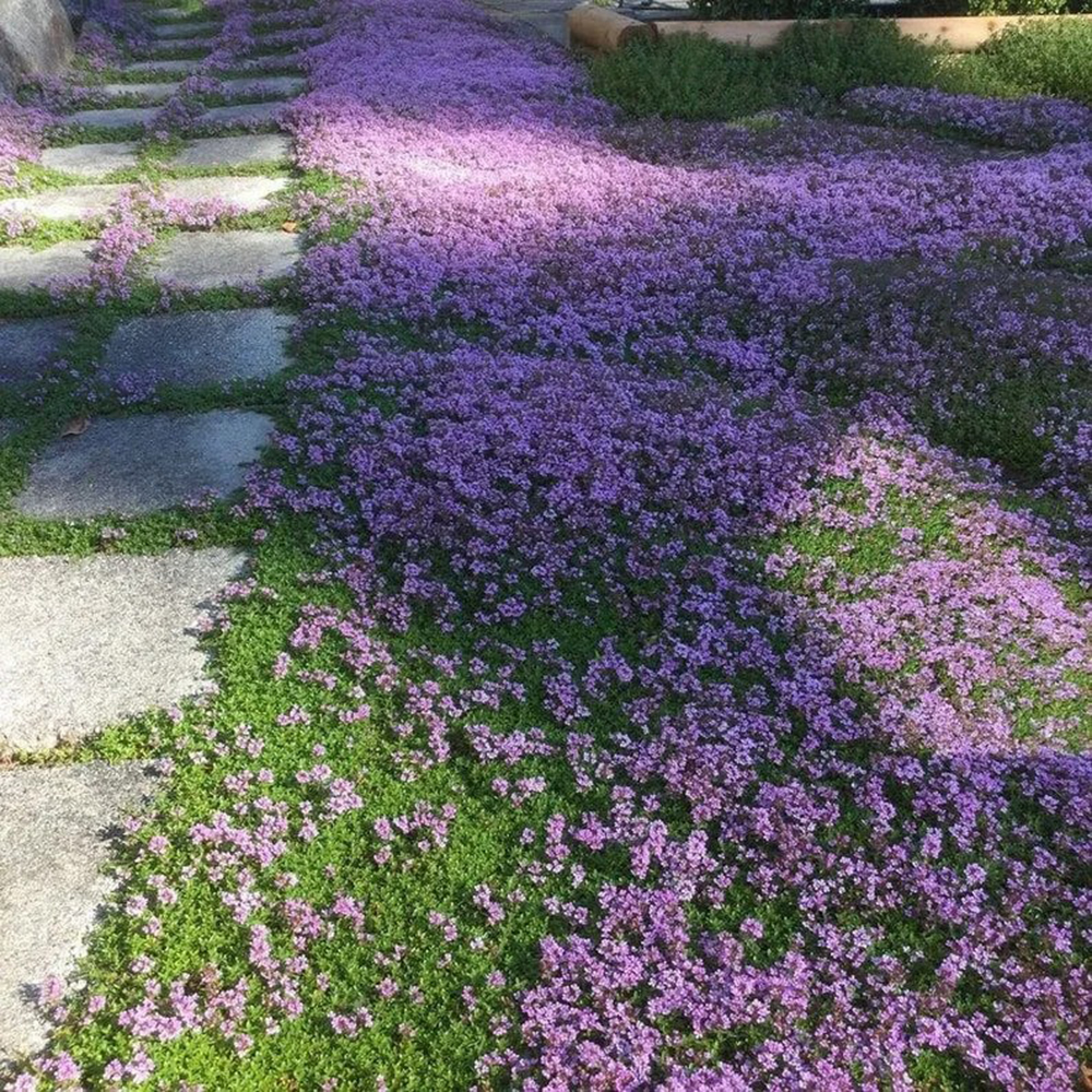 1000pc Creeping Thyme Seeds for Planting Outdoor-Fast Growing Flower Seeds -Perennial Flowers Plant in Home Garden Backyard Non-GMO