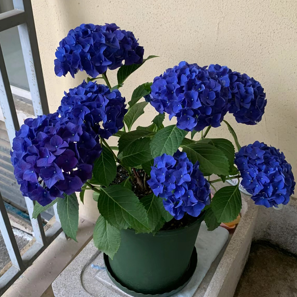 120pc Hydrangea Seeds or Planting Fast Growing Shrub Flowers Bush Plants Beautiful Smell Outdoor Garden Decor Home Perennial