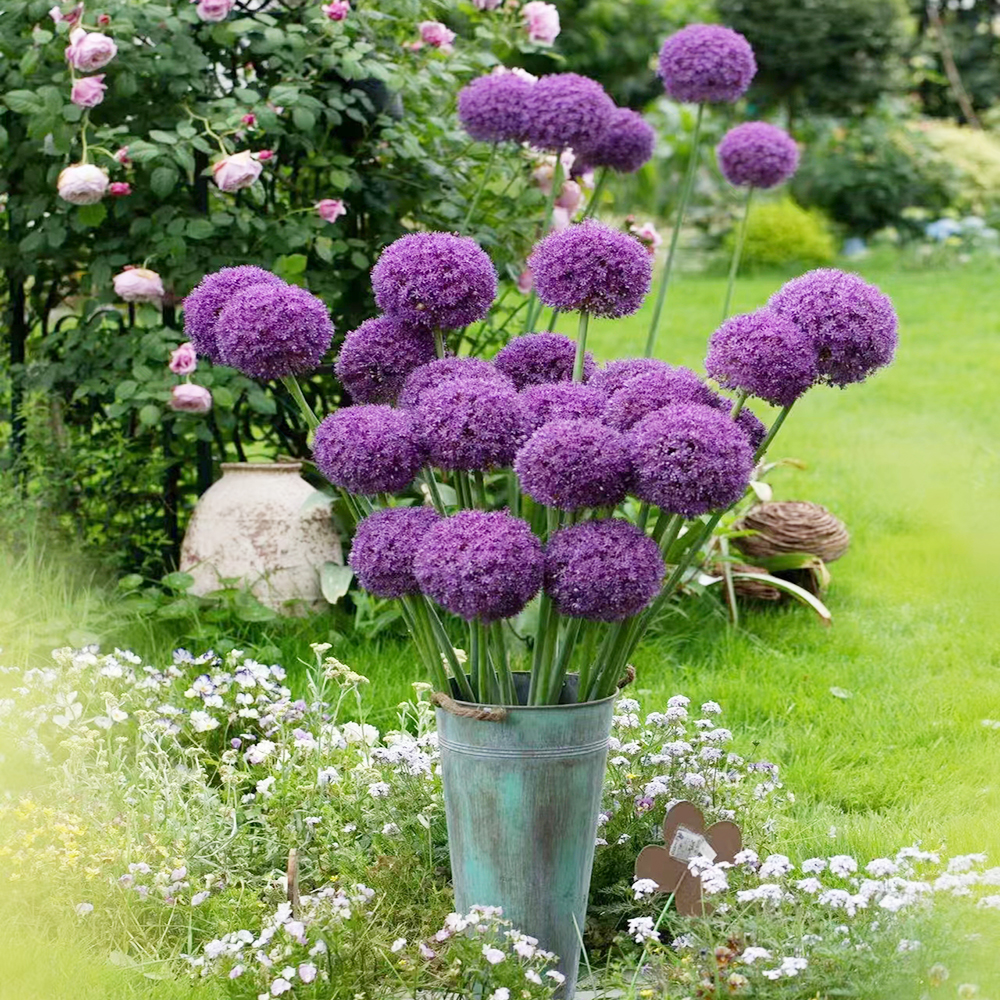 Allium Bulbs for Planting-10 Large Bulbs-Heirloom Non-GMO Ornamental Onion Plant Beautiful Perennial Flower bulbs in Your Home Garden