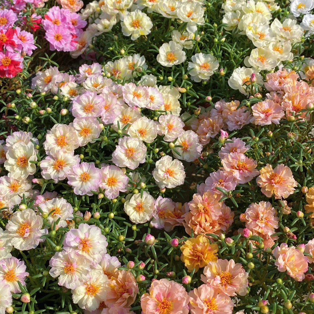 2000pc Moss Rose Seeds,Non-GMO Heirloom Seeds for Planting Moss Roses, Rock Gardens & Climbing Roses ，Large Blooms, Attracts Pollinators, Easy to Grow