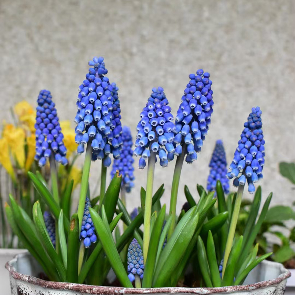 10 Grape Hyacinth Flower Bulbs, Perennial Garden Flowers,Large Size Bulbs, Plant Hyacinths in The Fall for a Spring time Bloom