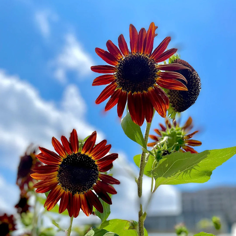 50pc Sunflower Seeds to Plant -Easy to Grow Jumbo Sun Flower for Home Garden,Easy to Grow Flower Seeds w/Vibrant, Abundant Blooms for Cut Flower Arrangements & Pollinator & Vegetable Gardens