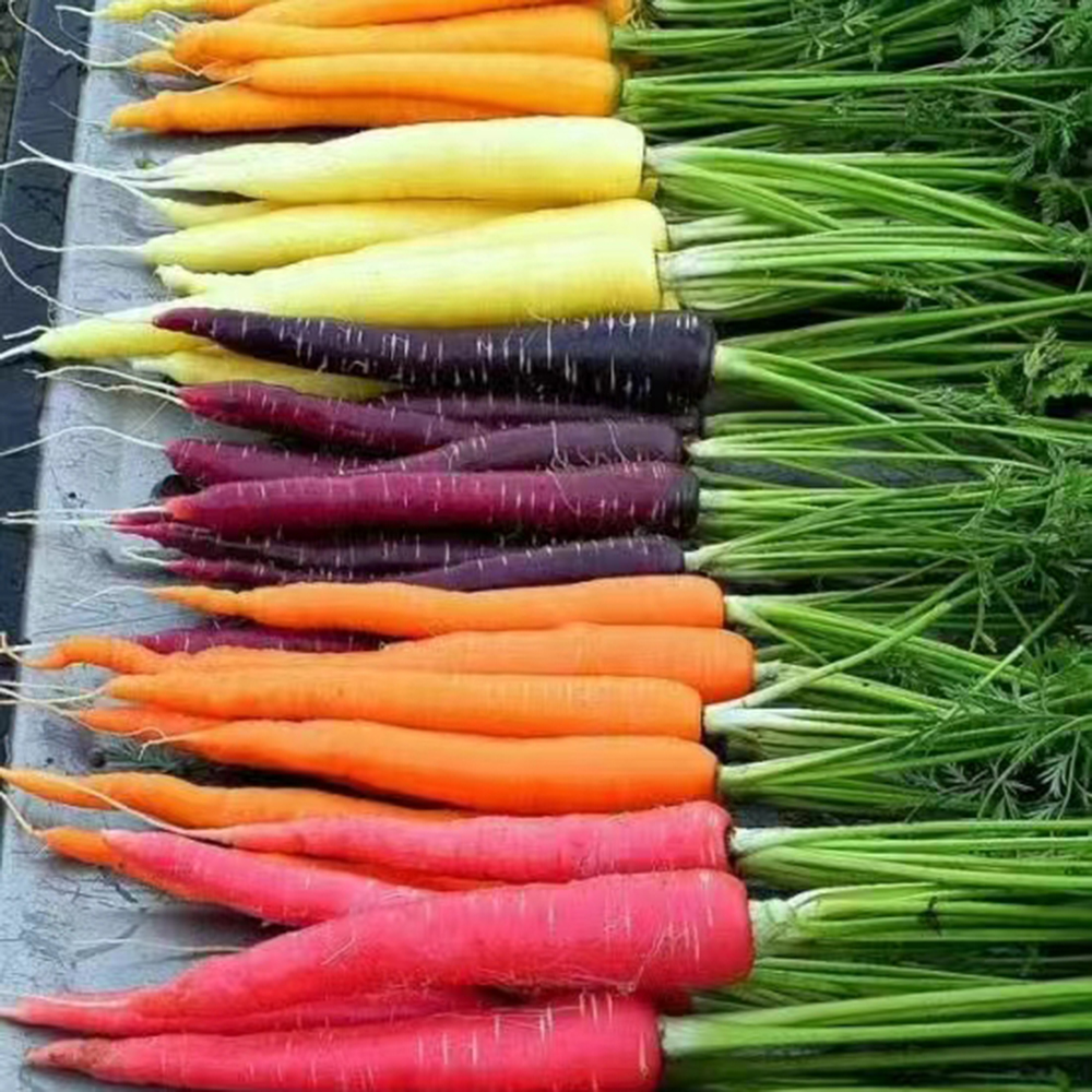 1000pc Carrot Seed for Planting-Indoors or Outdoor - Sweet and Vibrant Variety - High-Germination Vegetable for a Lush Garden- Indoors or Outdoor Sweet and Vibrant Variety
