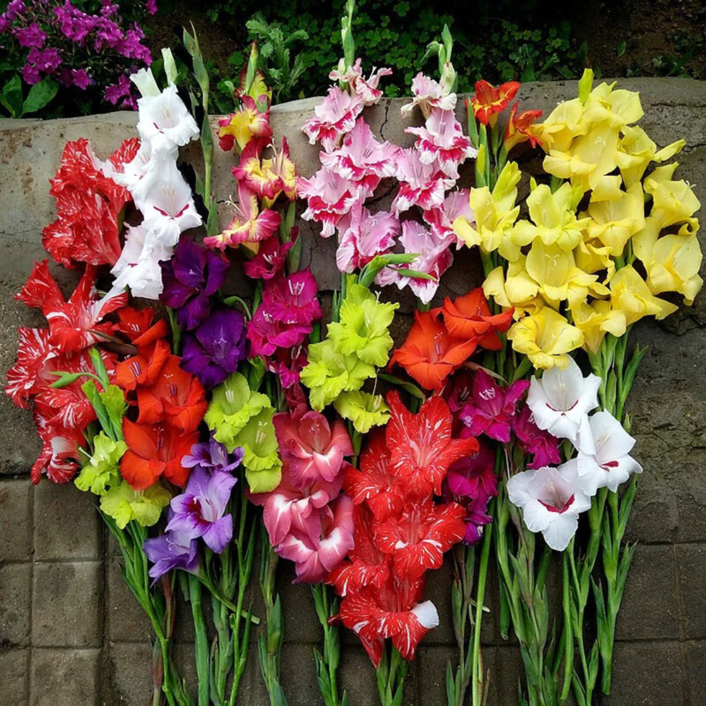 Mixed gladiolus bulbs for planting  - 30 Bulbs Per Pack - Mixed Colors - Attracts Butterflies and Hummingbirds - PerennializingMake Great Cut Flowers - Perennializing - Fragrant - Vibrant Color Mix - Live Plant Outdoor Garden