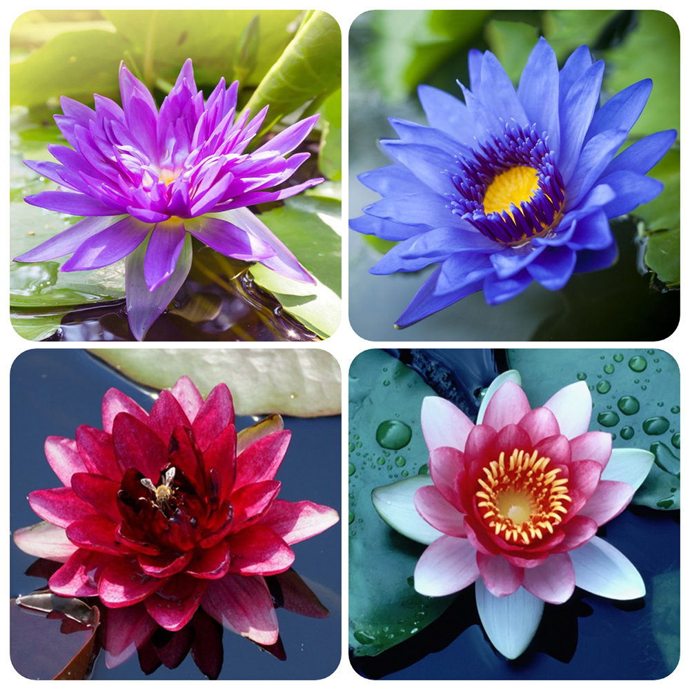 60pc Mixed Lotus Seeds for Planting, Non-GMO Lotus Flower Seeds, High Germination Rate Water Lily Seeds for Planting Home, Garden, Indoor, Outdoor