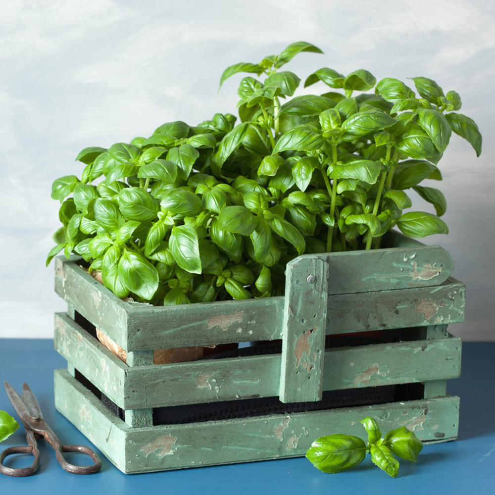 800pc Basil Seed for Planting - Non-GMO- Great for Hydroponic Gardening -Grow an Indoor or Outdoor Home Grown Herb Garden- Heirloom Herb Seeds- Kitchen Herb Gardening