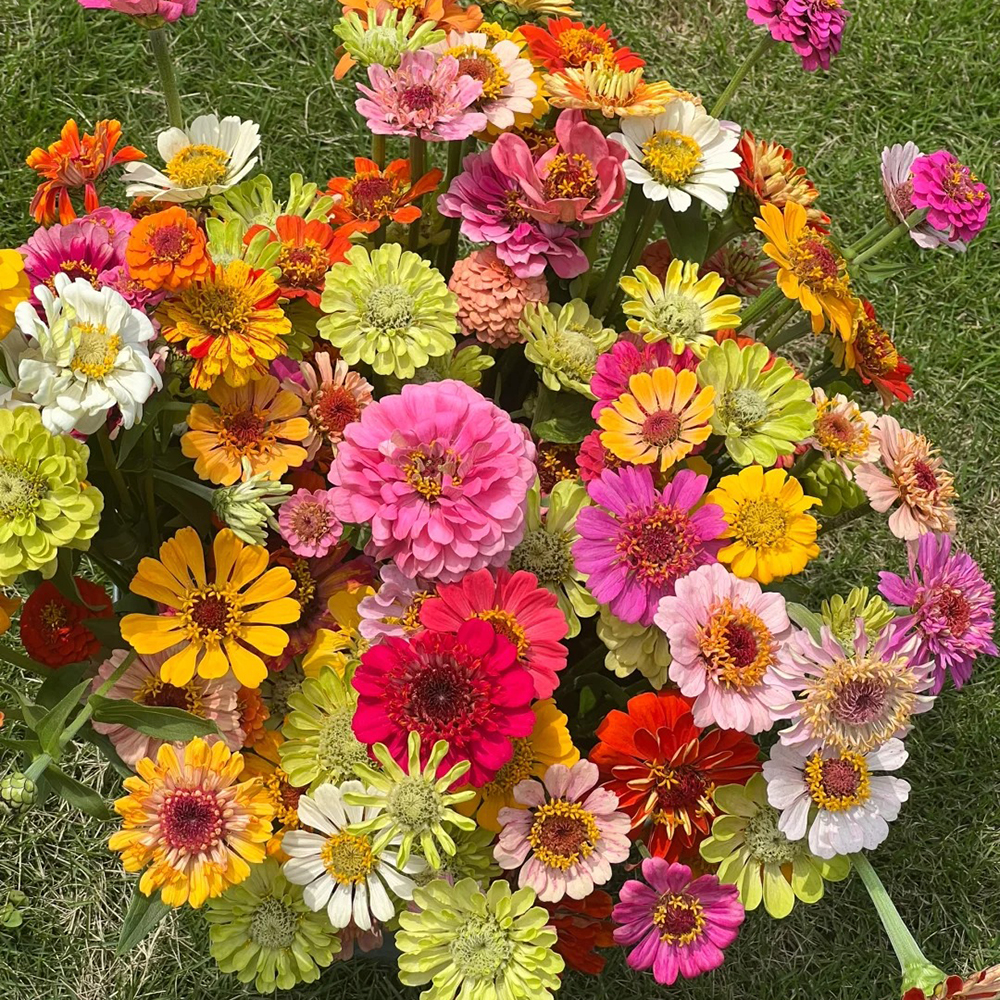 Zinnia Seeds - 300 Pcs Annual Blend of Hardy Compact Mixed Color Ball-Shaped Blooms for Planting in Outdoor Containers, Borders, Flower Beds, Cutting Gardens & Pollinator-Friendly Spaces