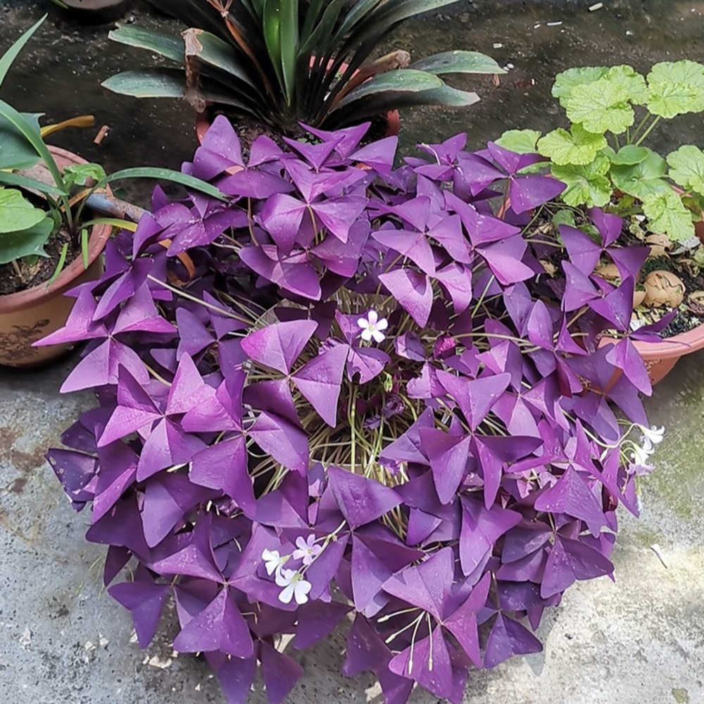 20pc Purple Shamrocks Bulbs Oxalis Bulbs riangularis Lucky Lovely Flowers Oxalis Triangularis for Pots, Indoor, Outdoor, Garden, Easy to Grow