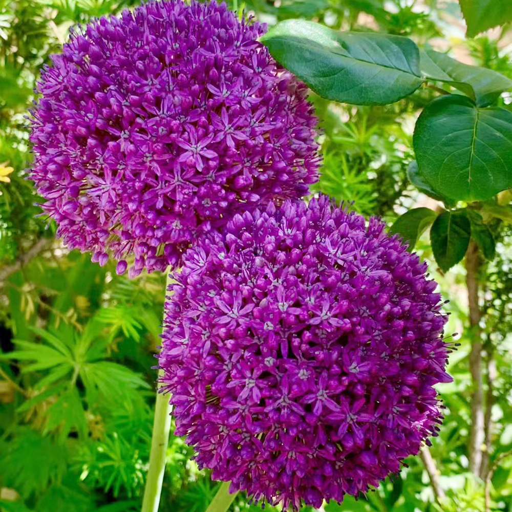 Allium Bulbs for Planting-10 Large Bulbs-Heirloom Non-GMO Ornamental Onion Plant Beautiful Perennial Flower bulbs in Your Home Garden