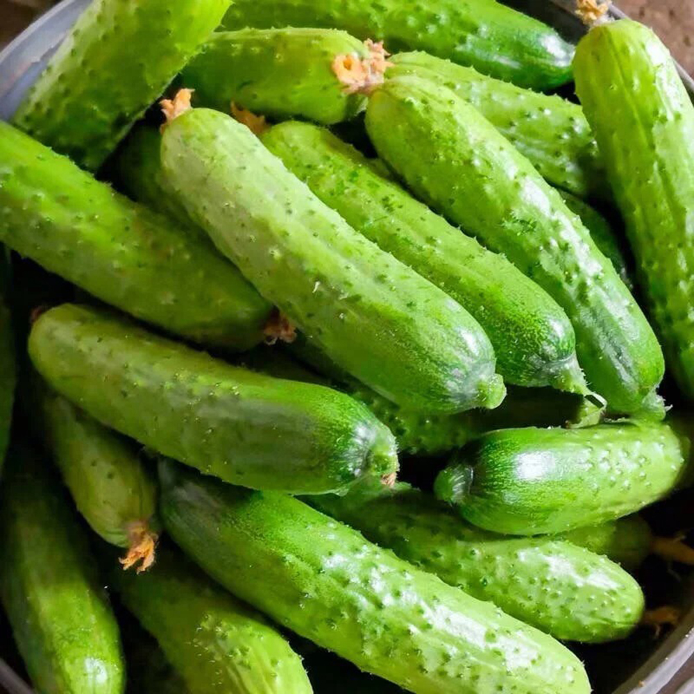 50pc Cucumber Seeds for Planting –Grow Crisp, Sweet Cucumbers with a Long Harvest Window, Easy to Grow,Perfect for The Small Garden.