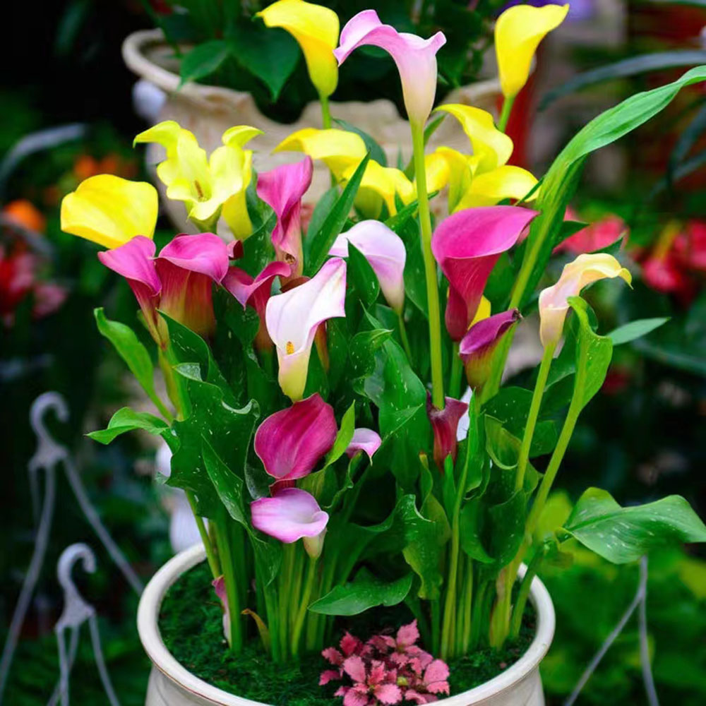 Calla Lilies Flower Bulbs - 6 Lily Bulbs Per Pack - mix - Attracts Butterflies and Hummingbirds - Grows Well in Containers - Good as Cut Flowers - Deer Resistant