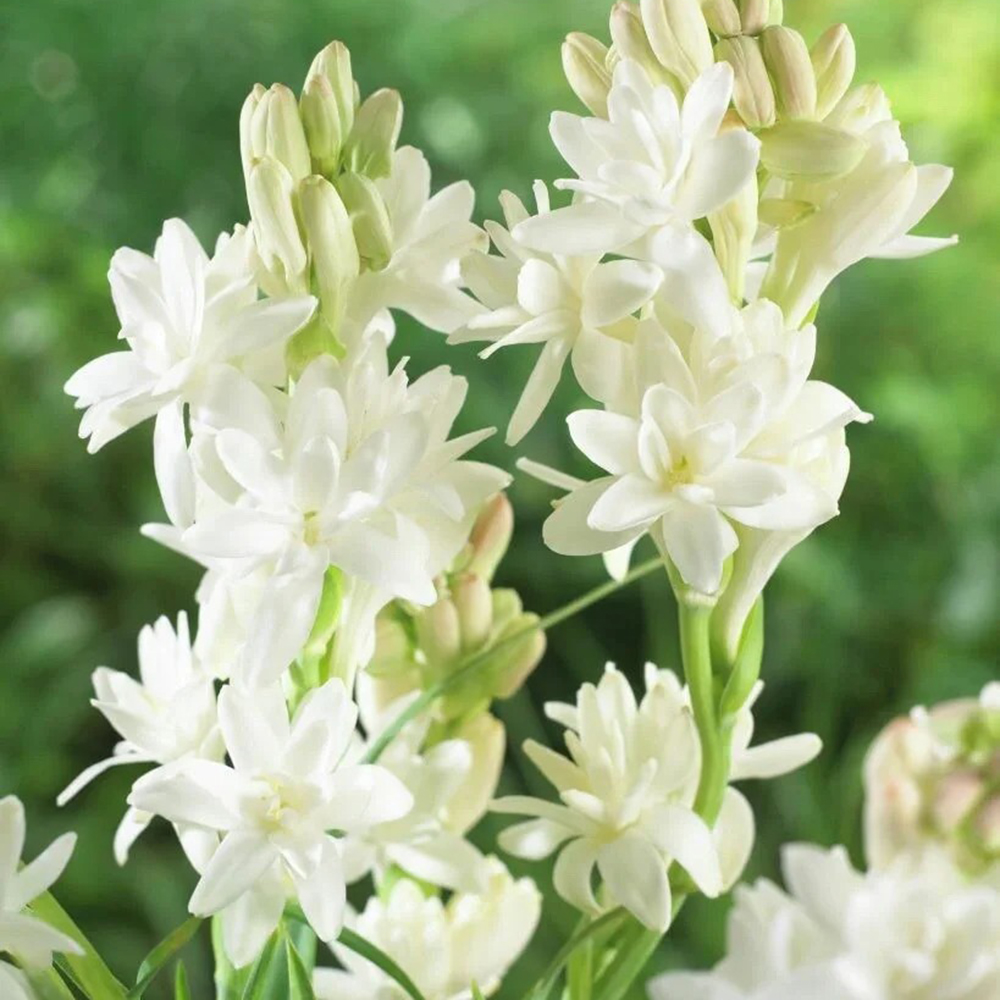 tuberose bulbs for planting-10 Bulbs-Fragrant - Deer Resistant - Good as Cut Flowers - Grows Well in Containers-Perennializing - Pleasantly Scented