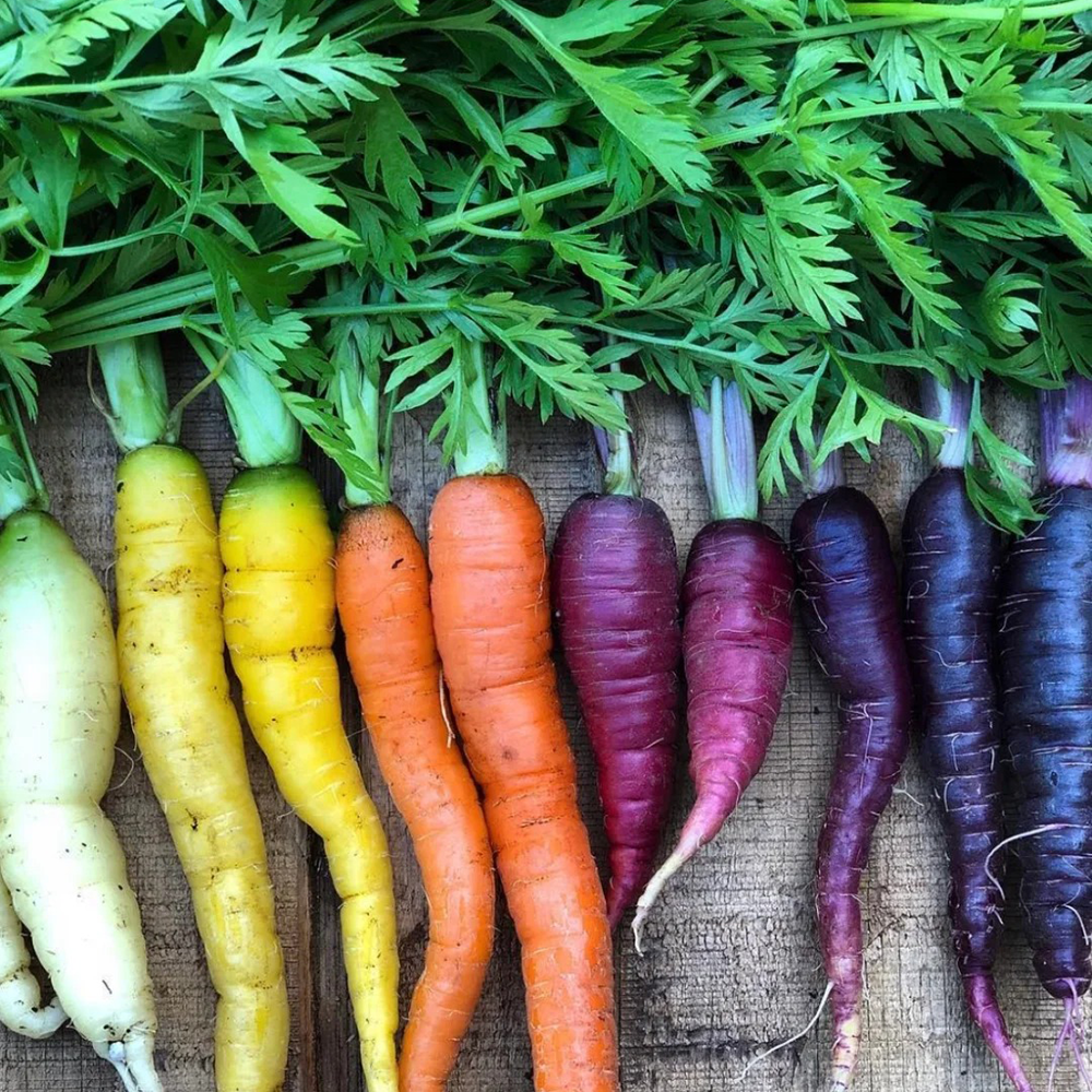 1000pc Carrot Seed for Planting-Indoors or Outdoor - Sweet and Vibrant Variety - High-Germination Vegetable for a Lush Garden- Indoors or Outdoor Sweet and Vibrant Variety