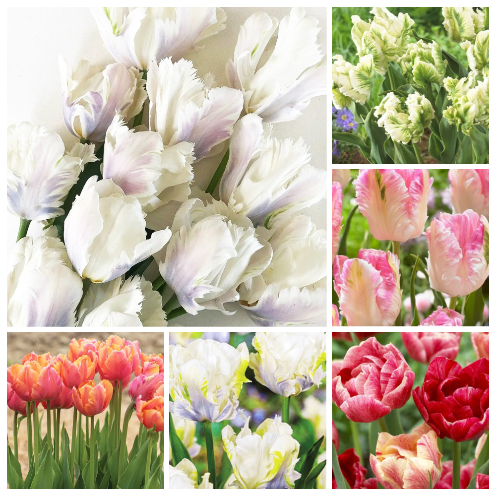 Tulip Bulbs – Pre Chilled Since Fall for Faster Blooms ，Hardy Perennials with Long-Lasting Flowers ， Easy to Grow (12 Pack)
