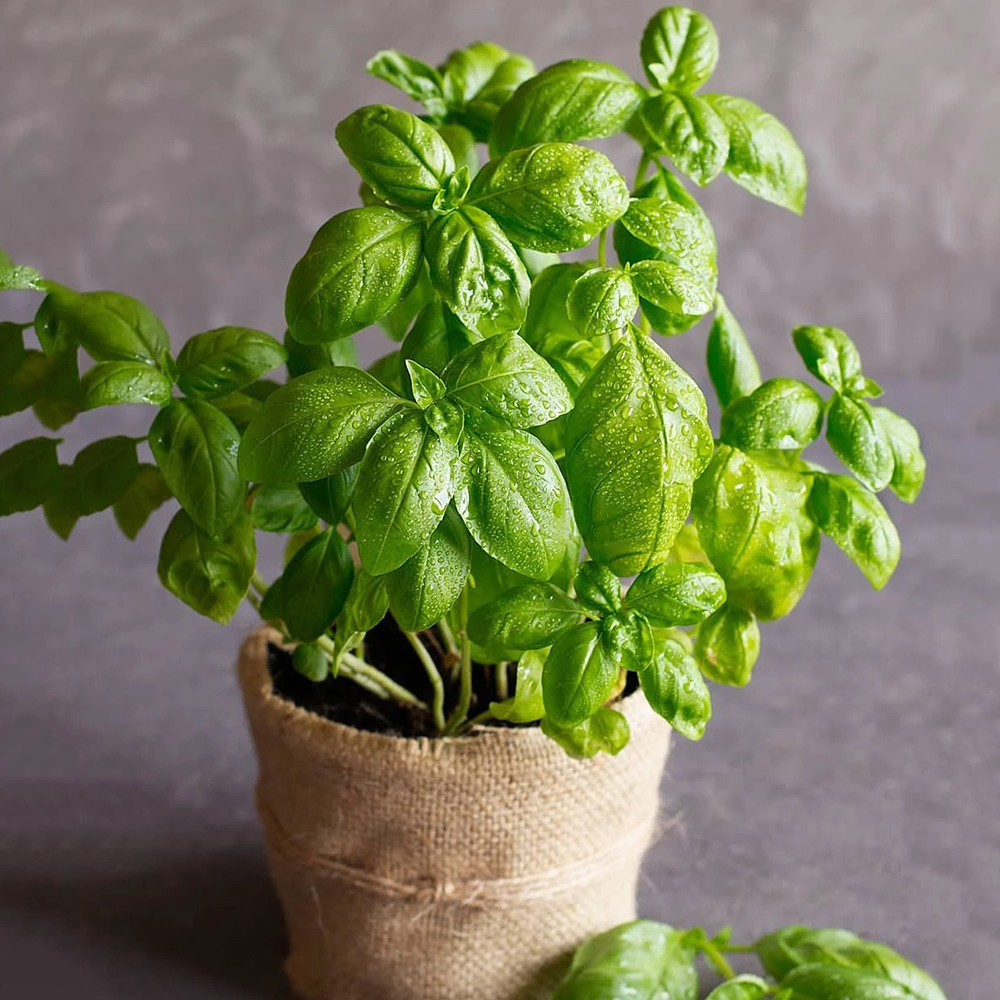 800pc Basil Seed for Planting - Non-GMO- Great for Hydroponic Gardening -Grow an Indoor or Outdoor Home Grown Herb Garden- Heirloom Herb Seeds- Kitchen Herb Gardening