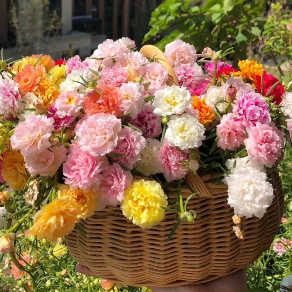 2000pc Moss Rose Seeds,Non-GMO Heirloom Seeds for Planting Moss Roses, Rock Gardens & Climbing Roses ，Large Blooms, Attracts Pollinators, Easy to Grow