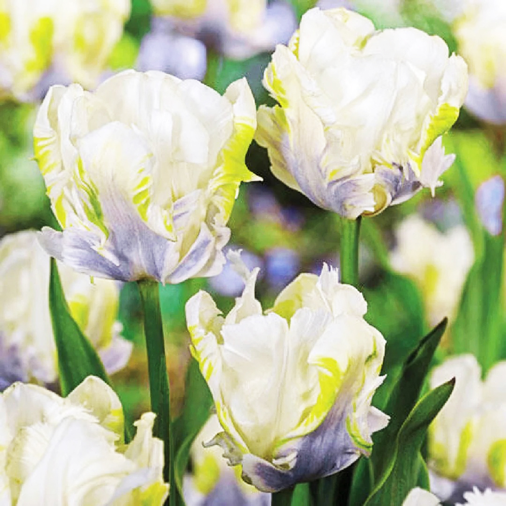 Tulip Bulbs – Pre Chilled Since Fall for Faster Blooms ，Hardy Perennials with Long-Lasting Flowers ， Easy to Grow (12 Pack)
