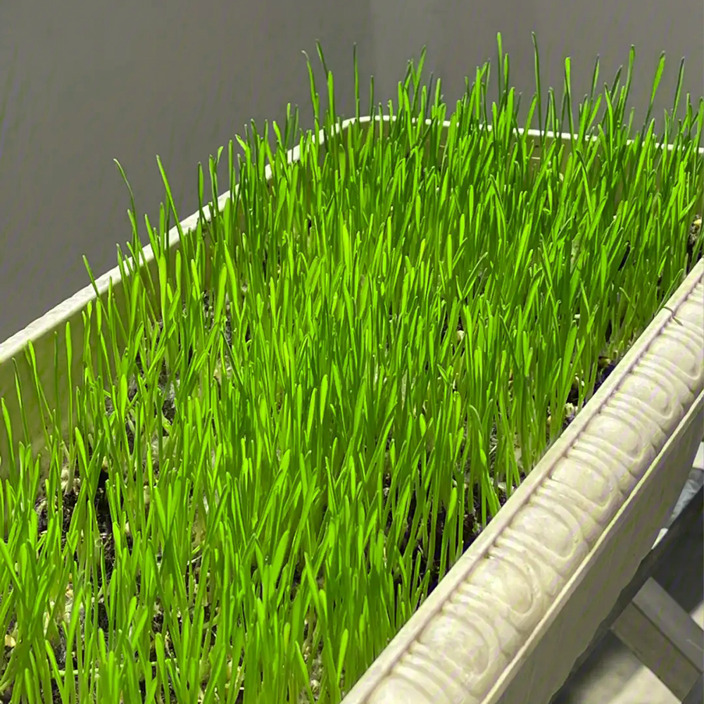 1000pc Wheatgrass Seeds -  Organic Wheat Grass Seed for Sprouting - Cat Grass Planter Seeds, Rich in Vitamins, Fiber and Minerals - Non-GMO, Healthy Wheatgrass Sprout Growing Seed，High Germination