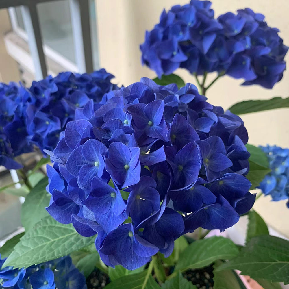 120pc Hydrangea Seeds or Planting Fast Growing Shrub Flowers Bush Plants Beautiful Smell Outdoor Garden Decor Home Perennial