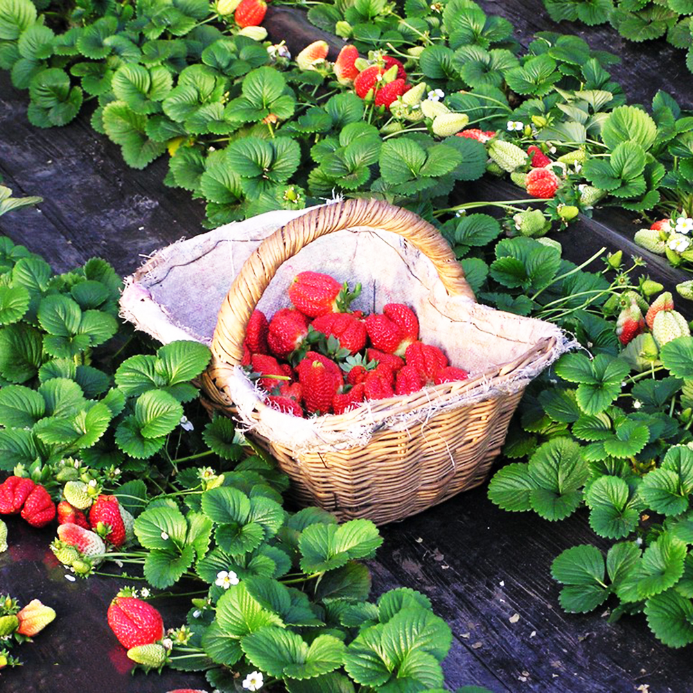 300pc Non-GMO Heirloom Strawberry Seeds for Planting Indoor-Outdoor Home Garden，Healthy Sweet Organic Fruit ，High Germination