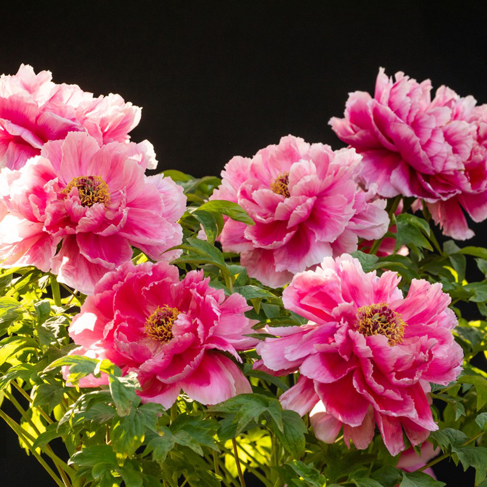 3 Roots per Pack，Premium Peony Bulbs，Delightful Fragrance，Peony Plants for Planting Outdoors，Attracts Butterflies and Hummingbirds ，Deer Resistant，Good as Cut Flowers