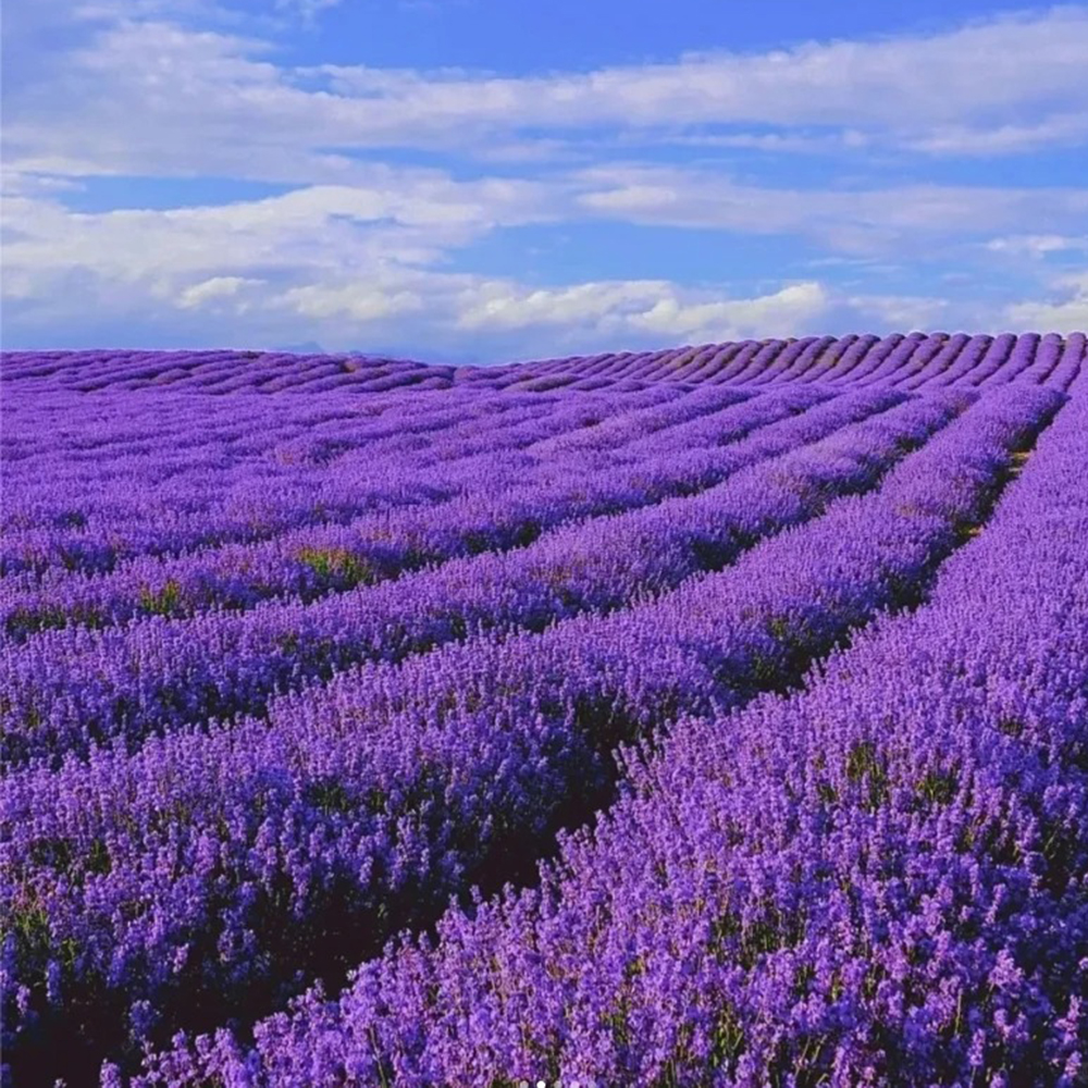 2000pc Easy to Grow & Pollinator Friendly Flower Seeds for Planting Fragrant Lavender Pink Blooms, Seed for Planting Home Garden Indoor & Outdoor Gardening