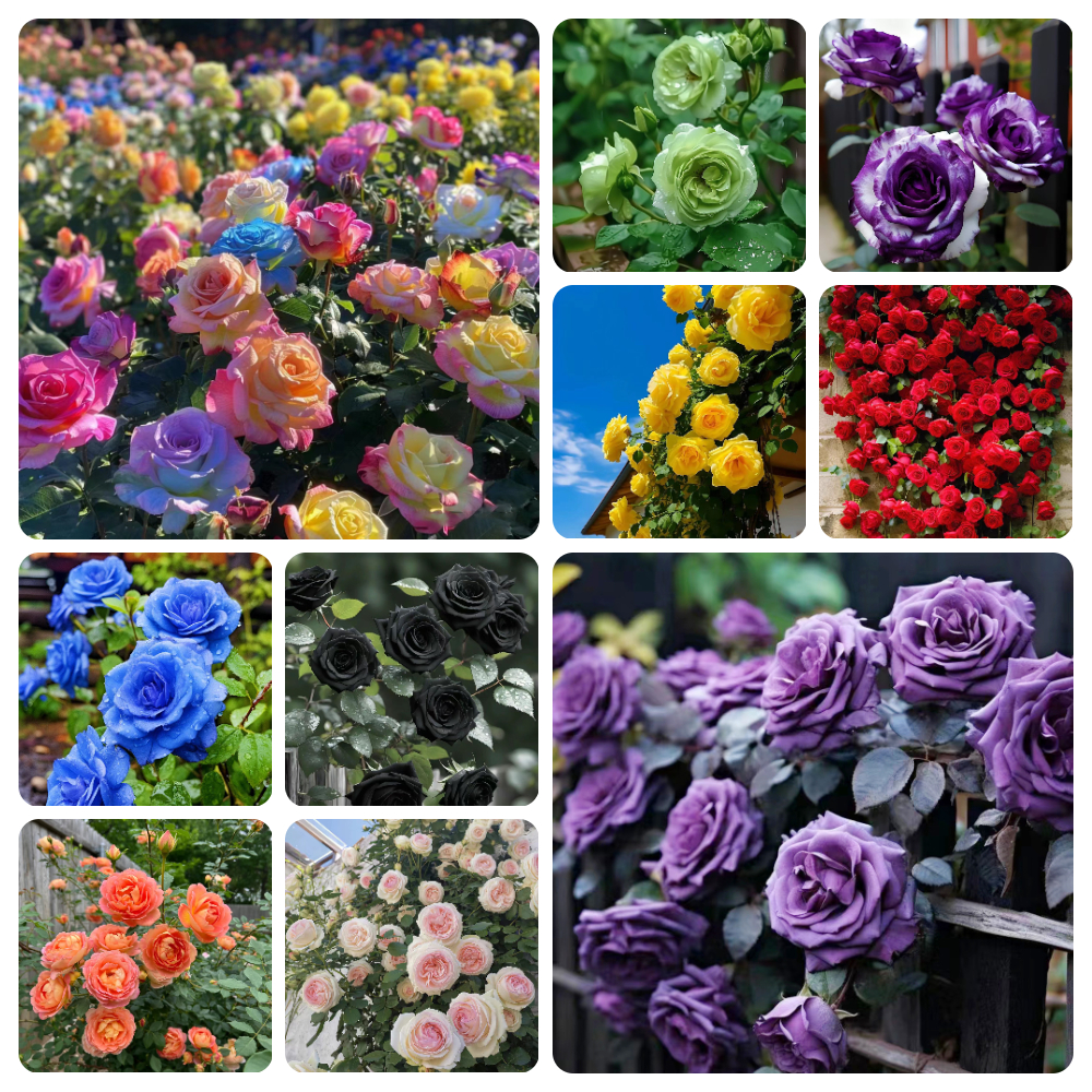 200pc Mix Climbing Rose Seeds for Planting Outdoors Ornamental Vine Rosas Bush Vine Climber Long-Blooming Garden Decoration-plant seeds for outdoor gardening-cut flower seeds