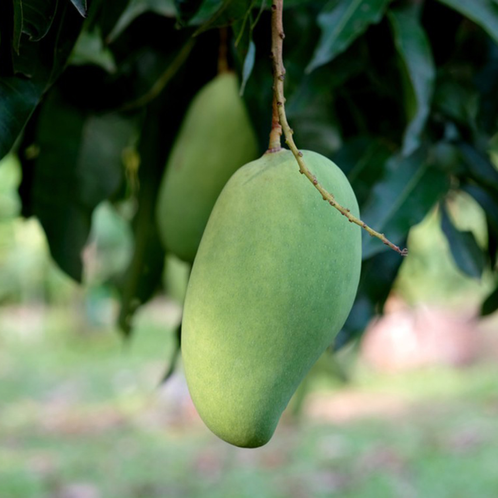 15 Mango Seeds - Fresh Viable Seeds, Ideal for Backyard Fruit Gardens