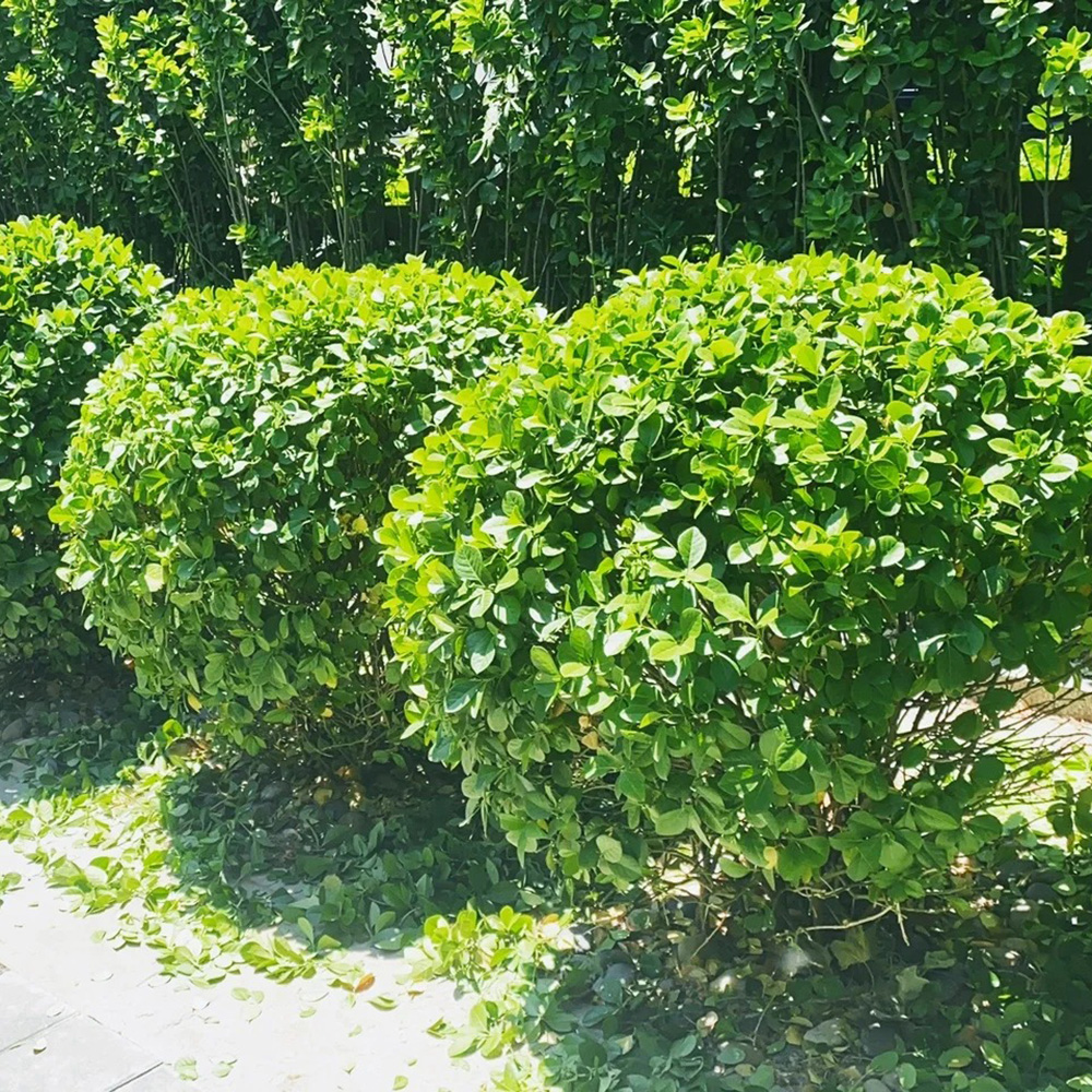 200 Boxwood Seeds for Planting - Create Beautiful Garden Hedges