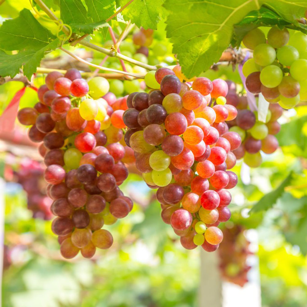 500 Grape Seeds - Premium Quality for Scale Gardening, Reliable Growth