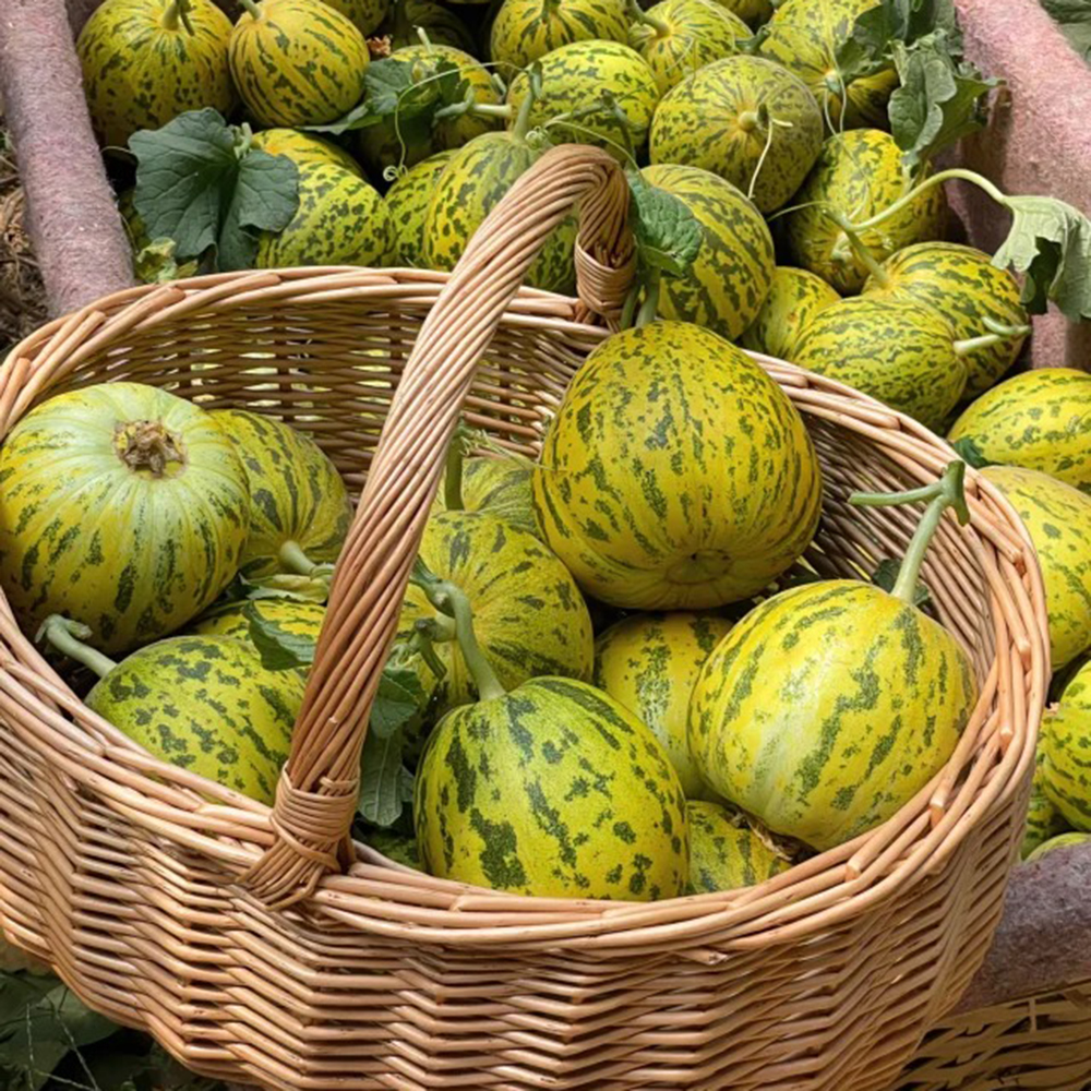 200 Melon Seeds - High-Quality Vegetable Seeds, Perfect for Small-Scale Growing Projects