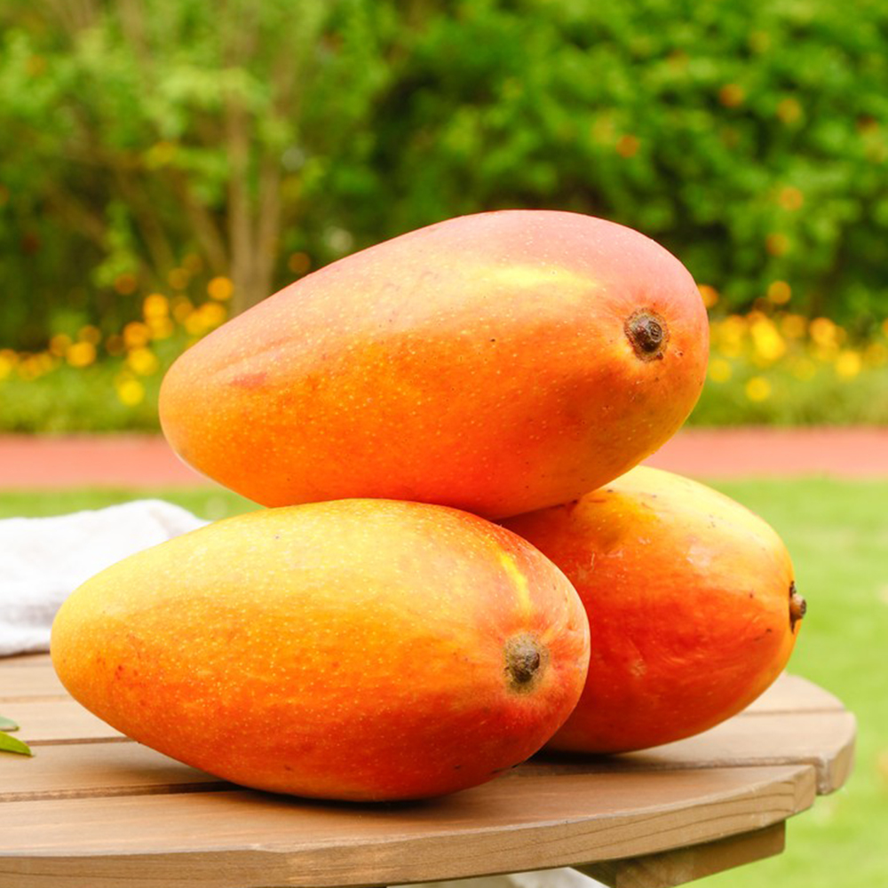 5 Mango Seeds - Top-Grade for Gardeners, Easy to Plant & Cultivate