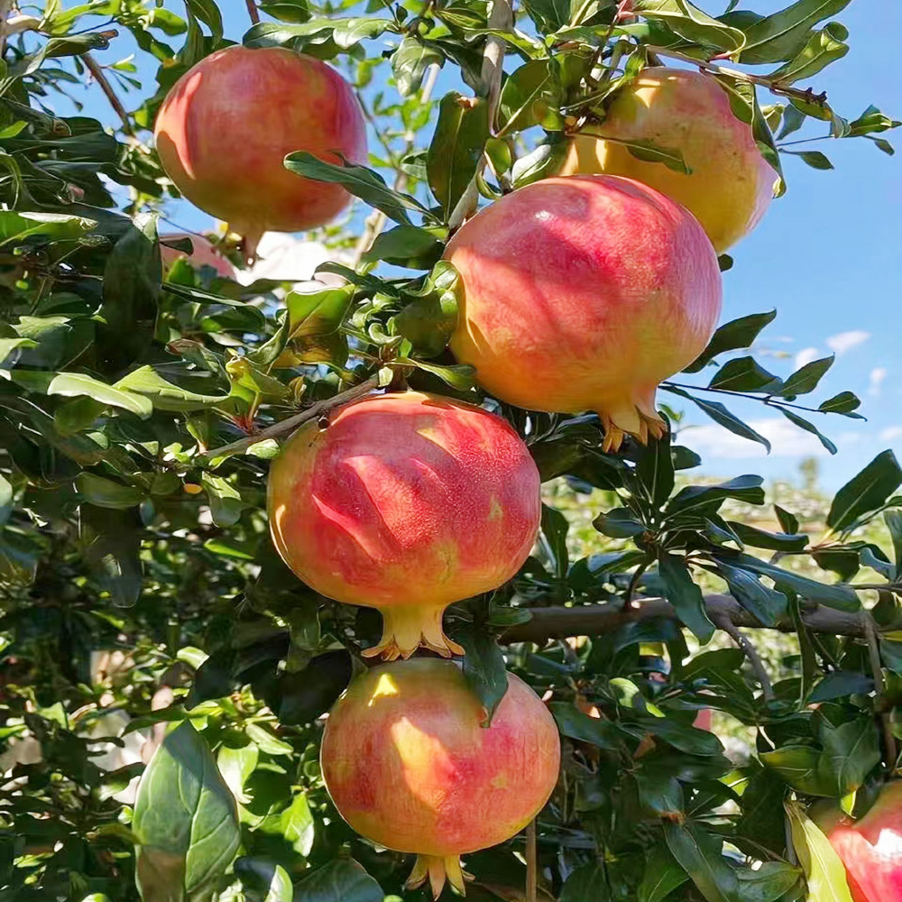 50 Pomegranate Seeds - Premium Quality for Home Gardening, High Germination Potential