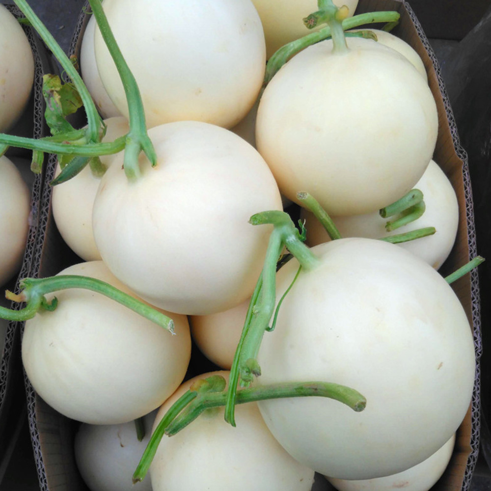 50 Melon Seeds - Premium Quality for Vegetable Gardens, High Germination & Easy Growth