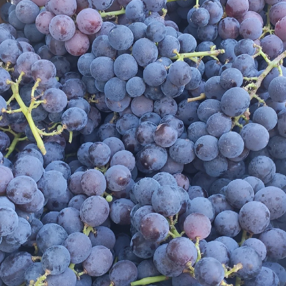 350 Grape Seeds - Fresh Viable Grape Seeds, Ideal for Large Backyards