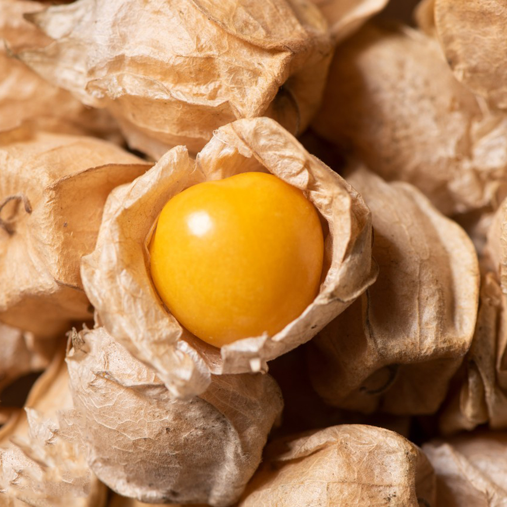 Groundcherry Seeds for Home Gardens - Hardy, Abundant Harvest, 250 Seeds!