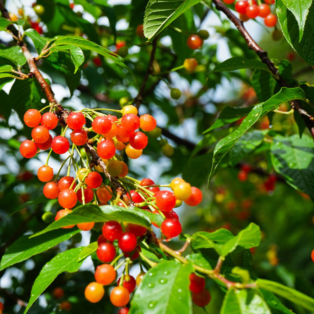 10 Cherry Seeds - Premium Quality for Home Orchards, High Germination Potential