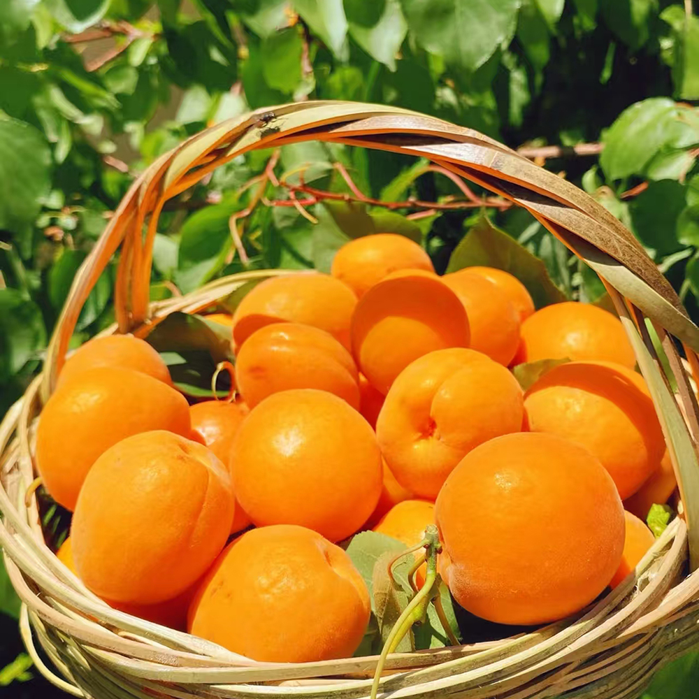 10 Apricot Seeds - Top-Grade Tree Seeds, Easy to Plant for Garden Enthusiasts