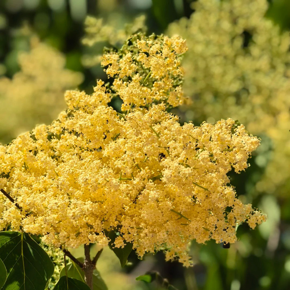 300 Seeds Organic Clove Bud Seeds - Fast-Growing, High-Yield