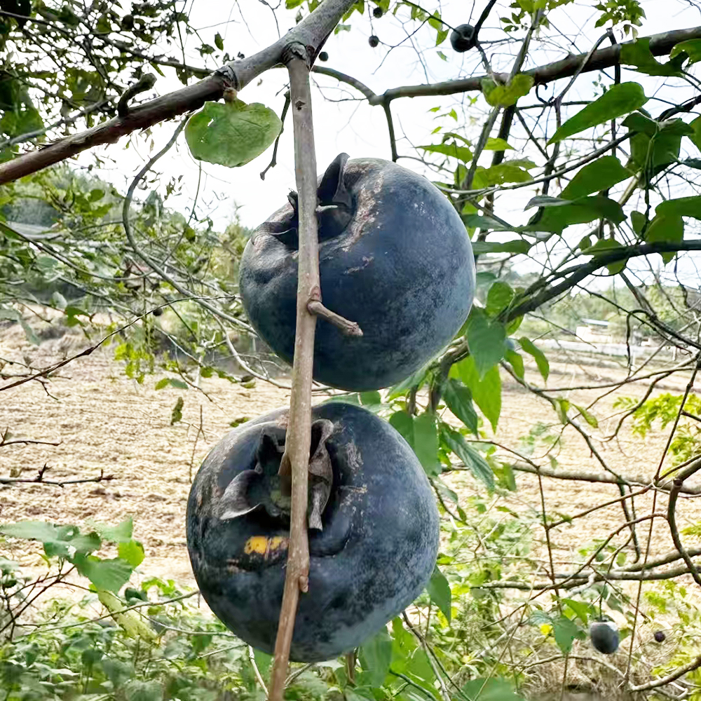 200 Persimmon Seeds - Premium Seeds for Enthusiasts, Great for Orchard Expansion