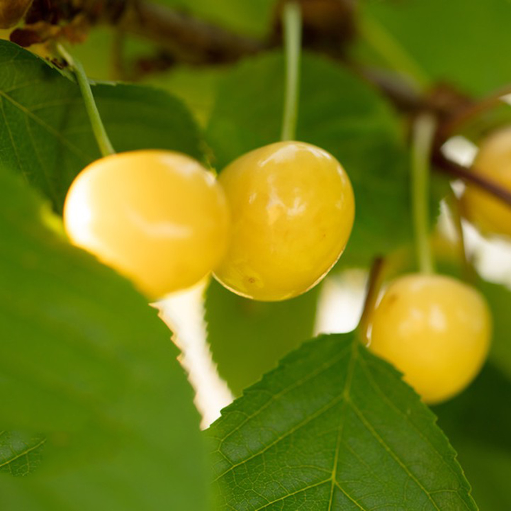 20 Cherry Seeds - Fresh Viable Seeds, Ideal for Backyard Gardening & Fruit Growing