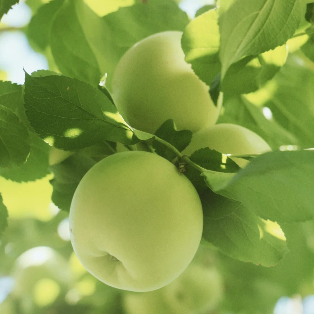 300 Apple Seeds - Fresh Viable Seeds, Perfect for Orchard Expansion & Projects