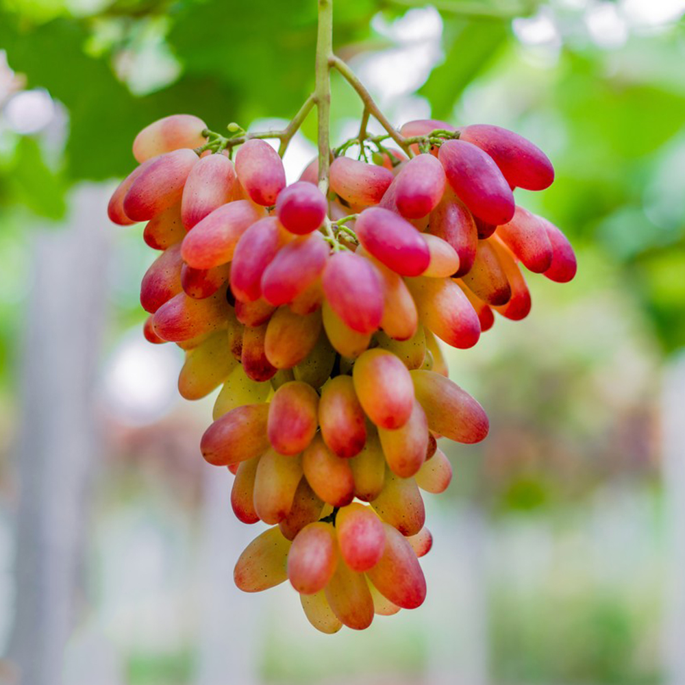 500 Grape Seeds - Premium Quality for Scale Gardening, Reliable Growth
