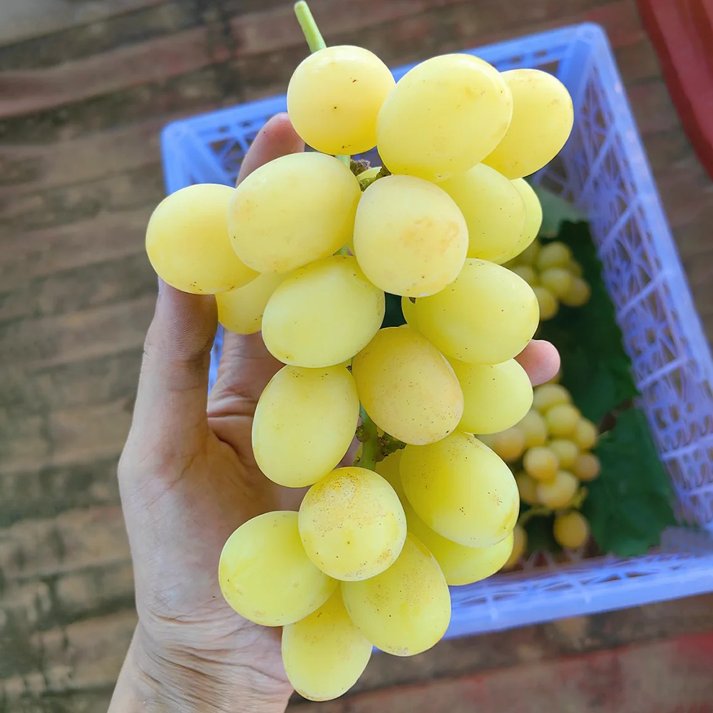 550 Grape Seeds - Fresh Viable Seeds, Perfect for Orchard Expansion